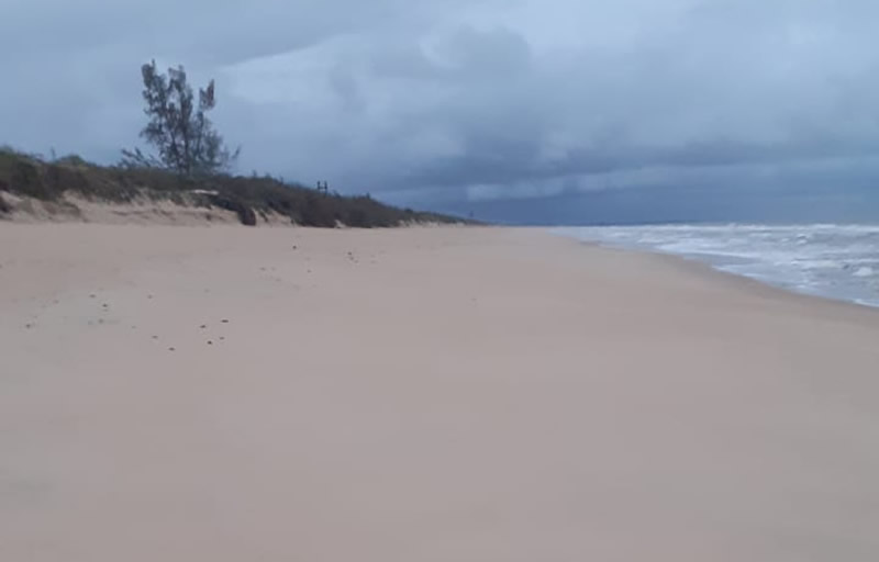 Mucuri retoma trabalho de monitoramento das tartarugas marinhas