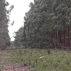 Mucuri: Costa Dourada passa o Natal sem energia e moradores culpam a Suzano por plantar eucalipto próximo à rede elétrica