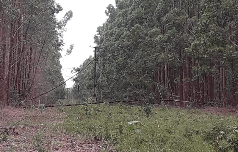 Mucuri: Costa Dourada passa o Natal sem energia e moradores culpam a Suzano por plantar eucalipto próximo à rede elétrica