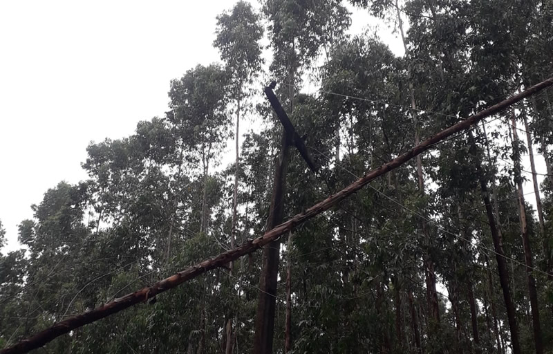 Mucuri: Costa Dourada passa o Natal sem energia e moradores culpam a Suzano por plantar eucalipto próximo à rede elétrica