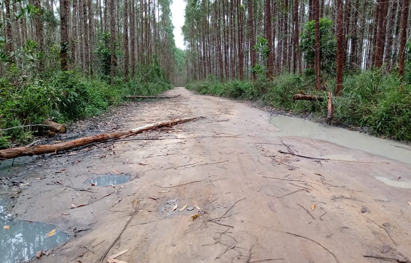 Mucuri: Costa Dourada passa o Natal sem energia e moradores culpam a Suzano por plantar eucalipto próximo à rede elétrica