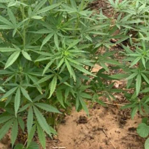 Polícia erradica mais de 18 mil pés de maconha no interior da Bahia