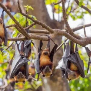 Parente do vírus causador da Covid é encontrado em morcegos na Ásia