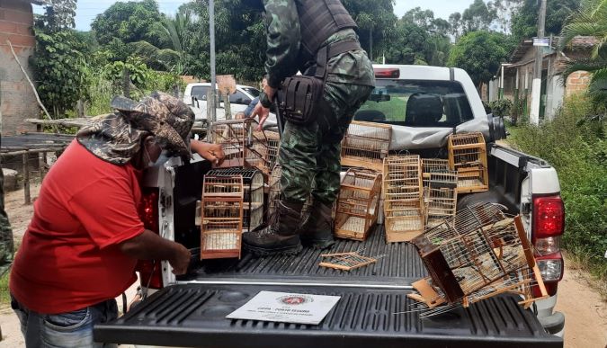 Polícia destrói mais de 100 gaiolas e alçapões de pássaros apreendidos em Mucuri