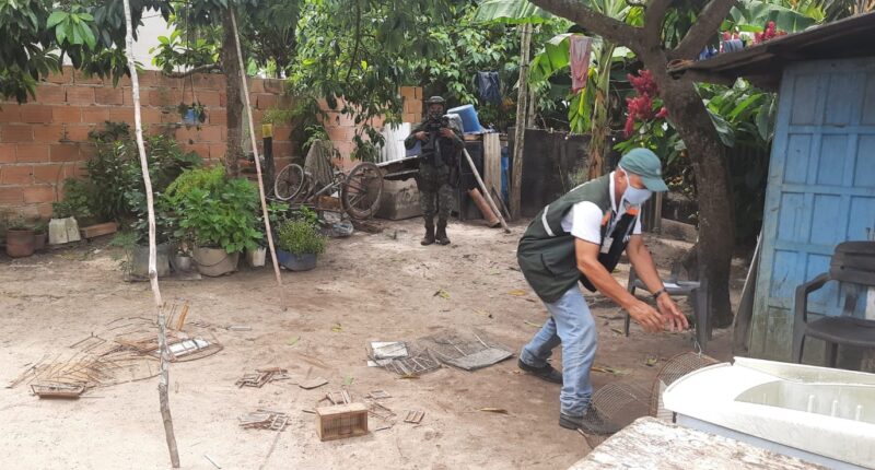 Polícia destrói mais de 100 gaiolas e alçapões de pássaros apreendidos em Mucuri