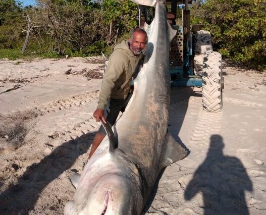 Tubarão “Galha-Preta” de 3,6 metros é encontrado morto na Barra do Cahy em Cumuruxatiba