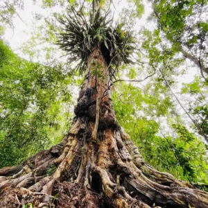 Comissão da Câmara aprova projeto que cria Monumento Natural do Pau-Brasil em Itamaraju