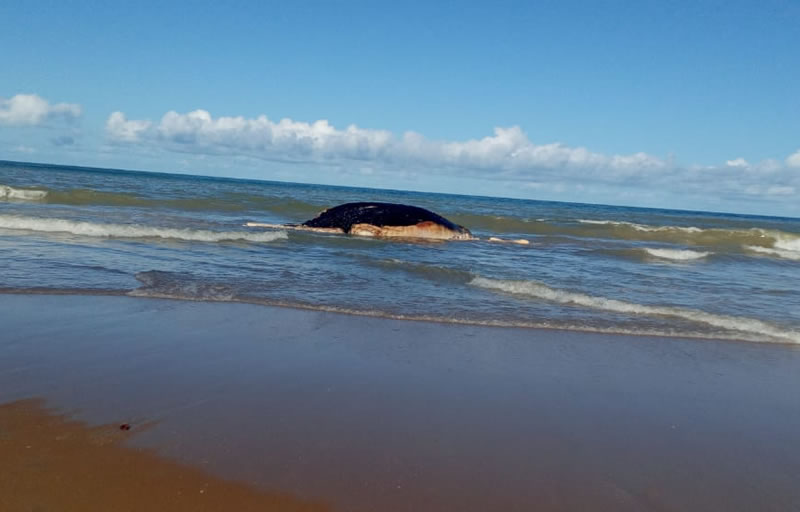 Baleia Jubarte é encontrada morta em praia ao sul do município de Mucuri; assista