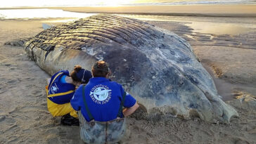 Projeto Jubarte descarta choque de baleia encontrada morta em Mucuri com embarcação de SC