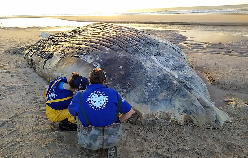 Projeto Jubarte descarta choque de baleia encontrada morta em Mucuri com embarcação de SC