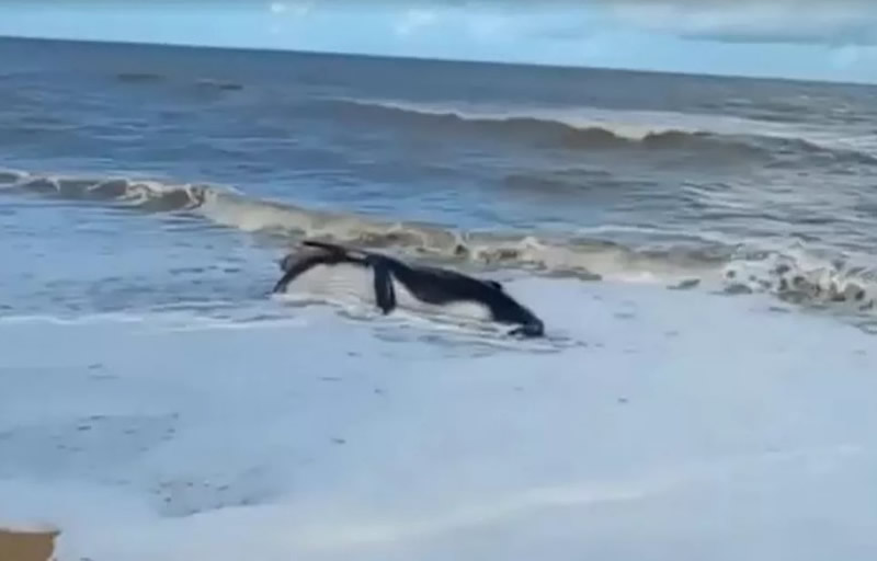 Filhote de baleia jubarte é encontrado morto em praia de Nova Viçosa