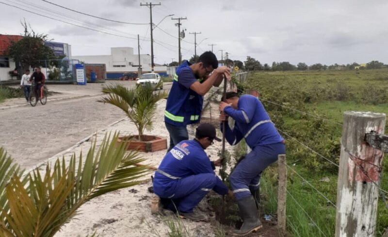 Prefeitura e Embasa recomeçam plantios de árvores na zona urbana de Mucuri