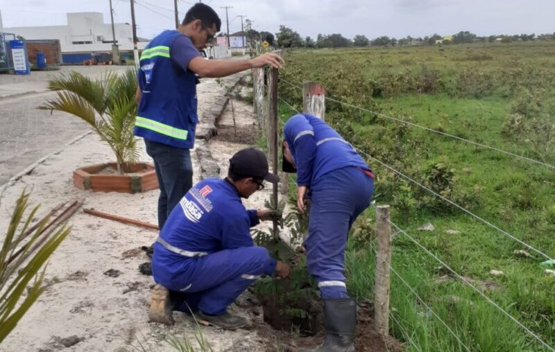 Prefeitura e Embasa recomeçam plantios de árvores na zona urbana de Mucuri