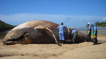 Alerta para a temporada de encalhes das baleias Jubarte no extremo sul da Bahia