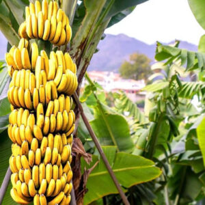 Bahia é o segundo maior na produção de banana no país