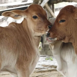Vaca dá à luz três filhotes em caso raríssimo no município de Macarani
