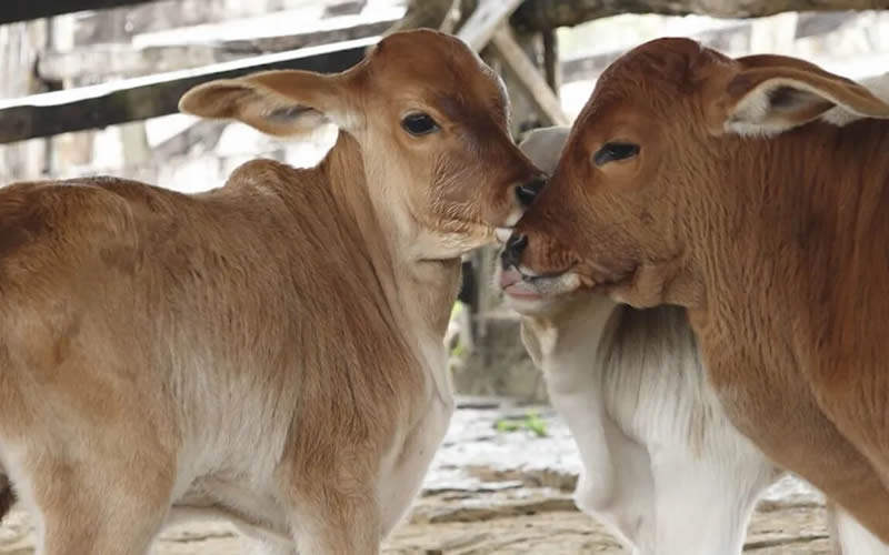 Vaca dá à luz três filhotes em caso raríssimo no município de Macarani