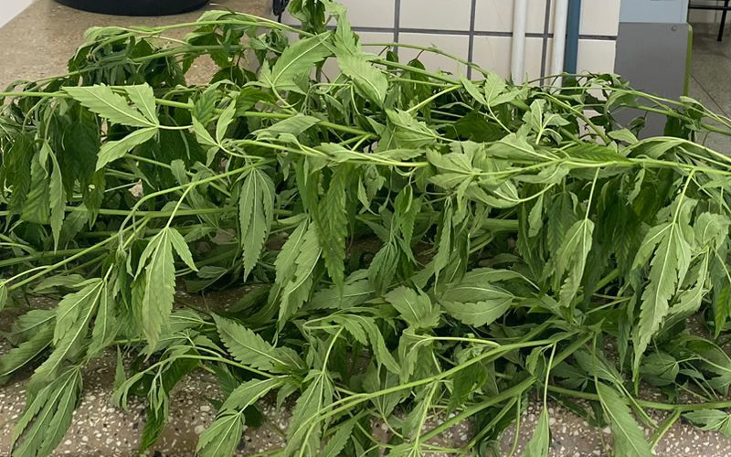 Polícia apreende porções de drogas e pé de maconha de 1 metro de tamanho sendo cultivado em Teixeira de Freitas