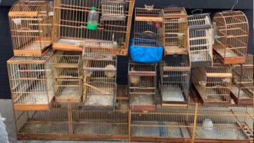 Homem é preso em posse de pássaros silvestres em Teixeira de Freitas