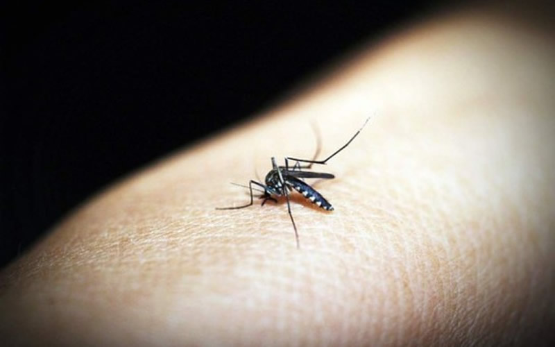 Um terço dos casos prováveis de dengue no Brasil estão em MG
