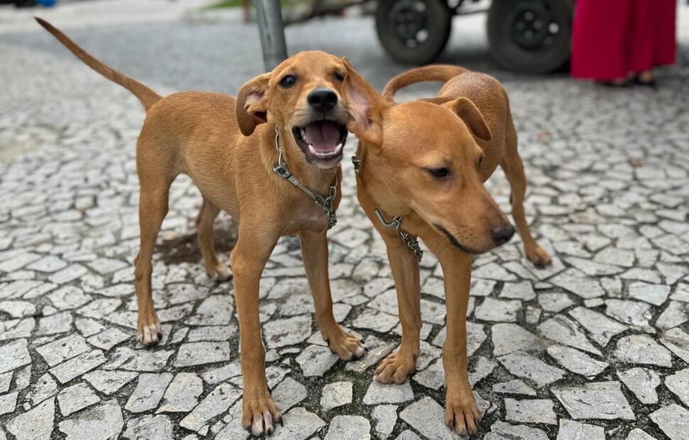 Feira da Adoção de Cães e Gatos em Eunápolis: Um mar de emoções e novos Laços de Amor