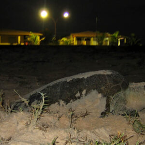 Tartarugas marinhas e outros animais ganham com norma que mitiga fotopoluição