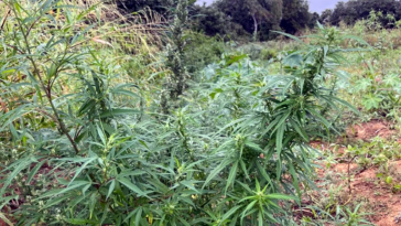 Plantação de mais de 8 mil pés de maconha é encontrada na Bahia