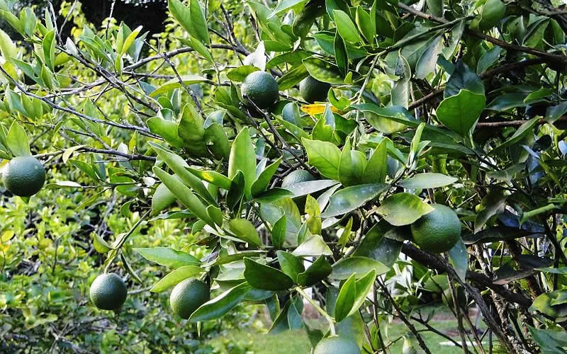Suspeito de homicídio por roubo de limões em fazenda é preso na Bahia
