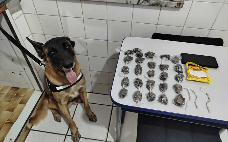 Cão farejador “Piloto” ajuda policiais militares na localização de drogas em Mucuri; suspeito é preso 1 Cão farejador “Piloto” ajuda policiais militares na localização de drogas em Mucuri; suspeito é preso
