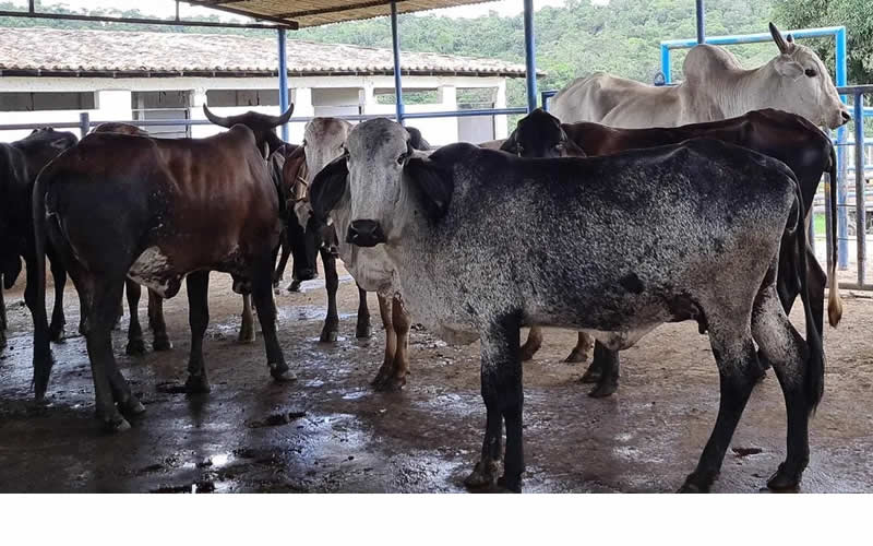 Homem é preso por desviar 700 bois e causar prejuízo de R$ 2 milhões no sul da Bahia