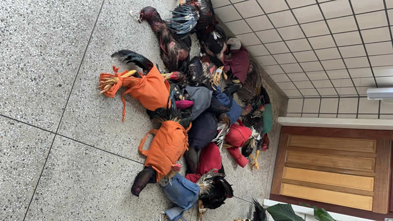 Polícia Militar prende nove pessoas por maus-tratos a animais em rinha de galos em Teixeira de Freitas