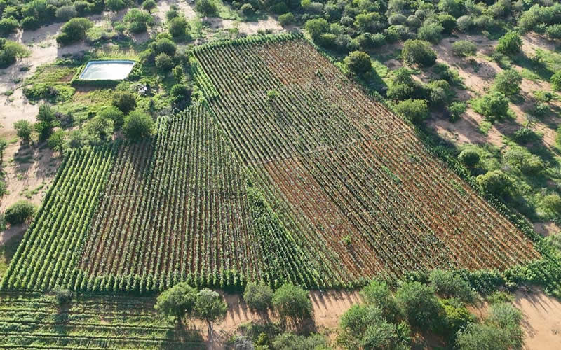 Operação integrada entre PM e PF erradica 42 mil pés de maconha na Bahia
