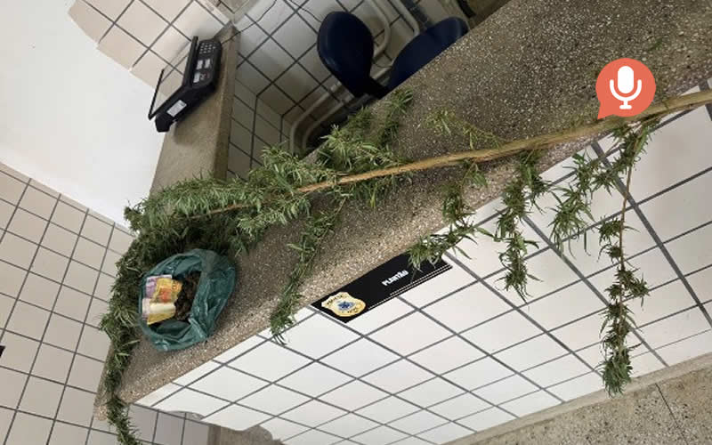 Preso suspeito que cultivava pés de maconha em sítio no município de Prado